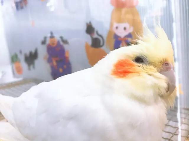 19年の生涯を終え、飼い主の手に包まれて安らかに旅立ったピーちゃん。穏やかな看取りの様子。