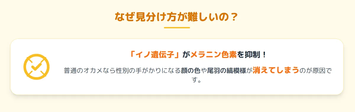 鮮やかな黄色い顔とオレンジ色の頬が特徴のオカメインコルチノー。その美しい羽衣が性別判定を難しくさせる要因の一つ。