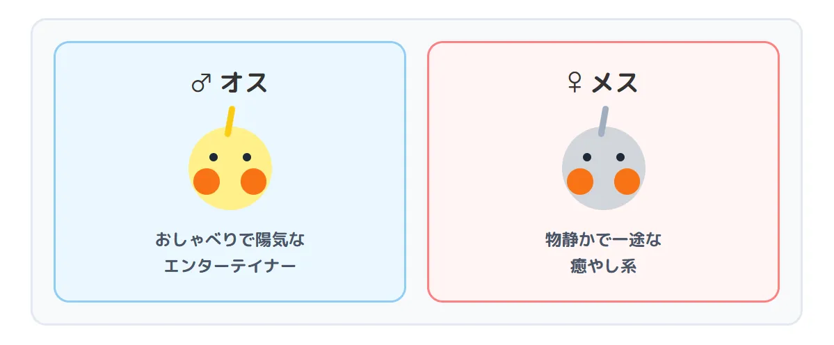 陽気におしゃべりするオスと、物静かに寄り添うメスのオカメインコ。それぞれの性格的特徴を理解することがパートナー選びの鍵。
