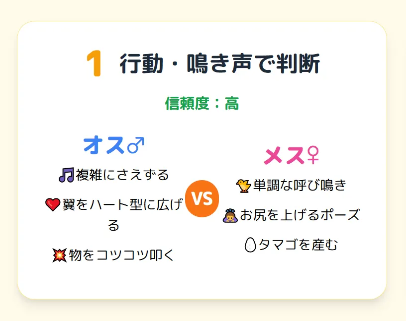 オカメインコのオスとメスの行動の違いを示すインフォグラフィック。オスは「さえずり」「求愛ダンス」をし、メスは「呼び鳴き」「交尾要求姿勢」をとる。