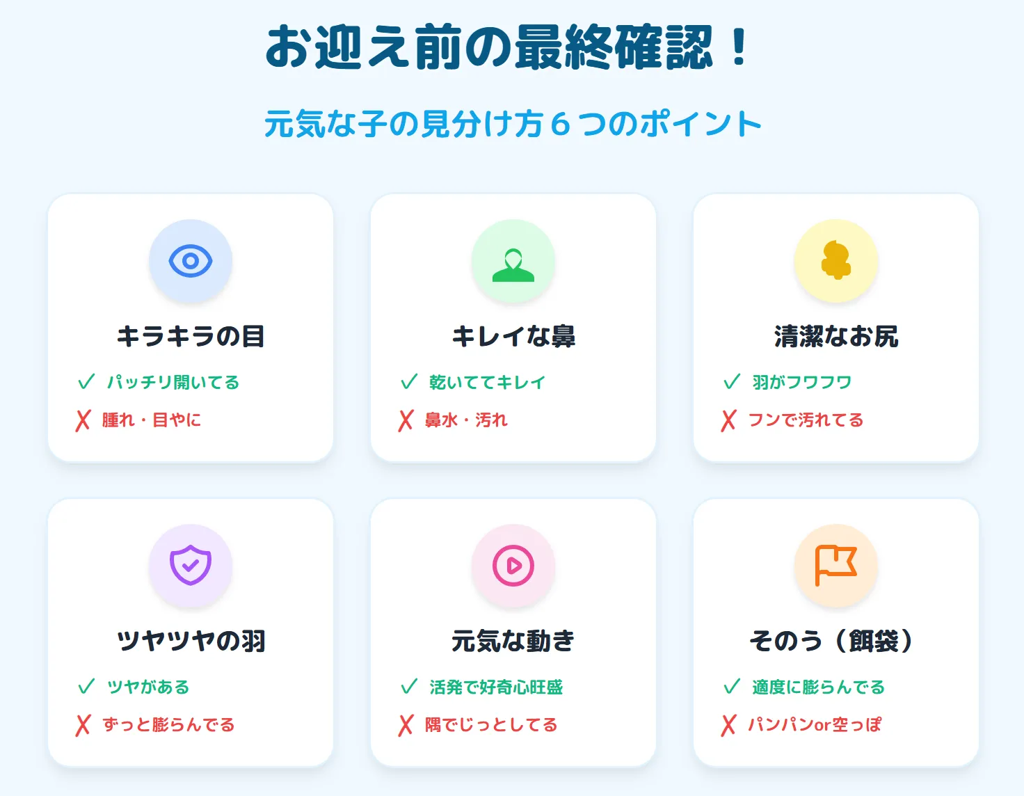 お迎え前の健康チェックの重要性を示す、獣医師によるオカメインコの診察風景。目、鼻、お尻の状態確認がポイント。