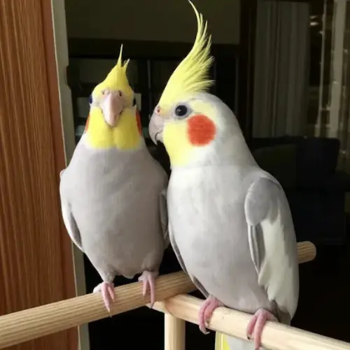 他の人があまり飼っていない珍しいオカメインコを代表するエメラルド種。オリーブグリーンのような神秘的な色合いが特徴で、専門ブリーダーからの入手が一般的。