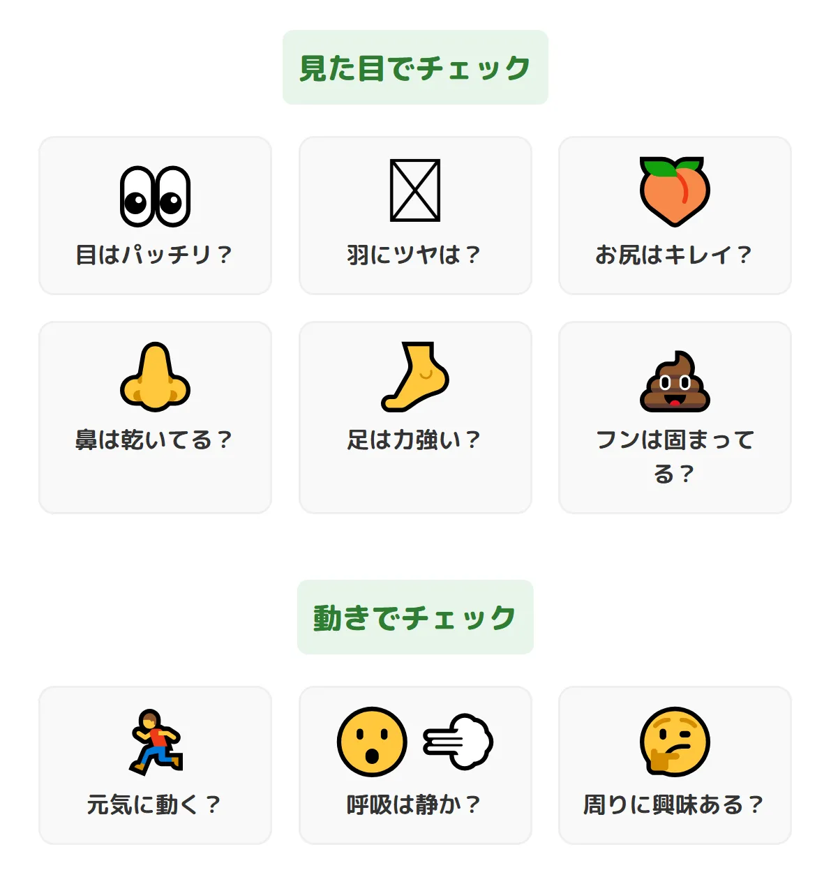 オカメインコの雛の健康チェック。目に輝きがあり、羽毛が艶やかで、お尻が汚れていない個体が健康な証拠。