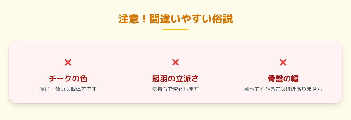 首をかしげるオカメインコルチノー。頭の形や冠羽の見た目だけで性別を判断するのは俗説であり誤りであることを示唆している。