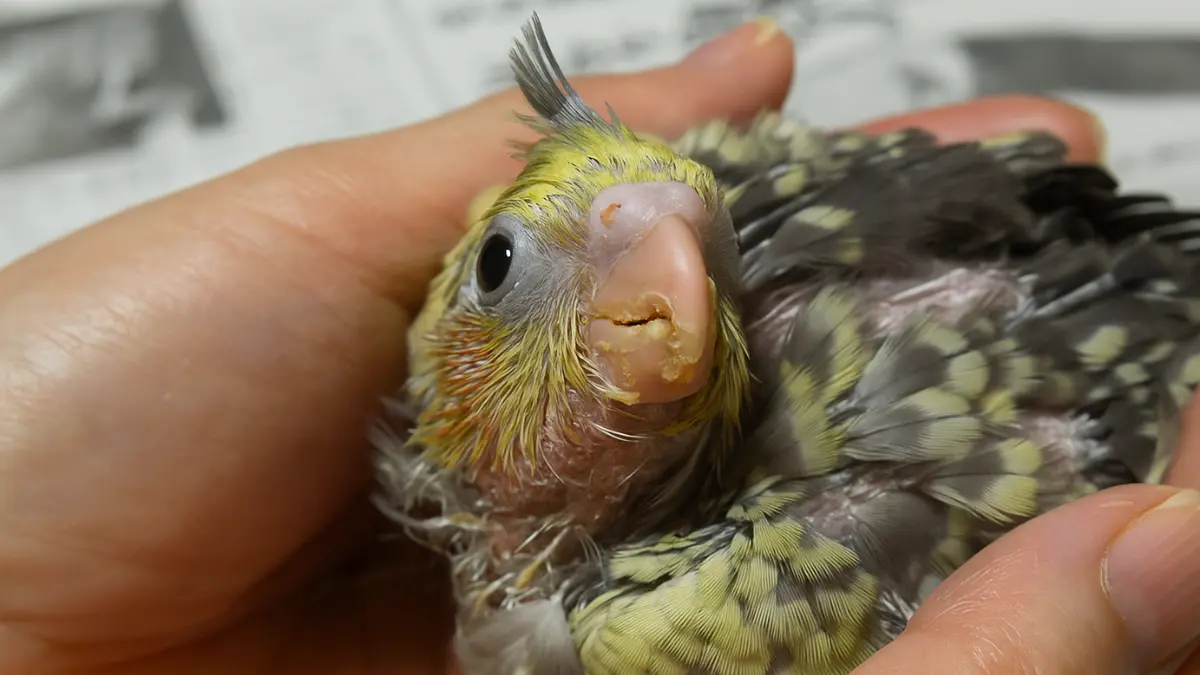 オカメインコの雛の餌やりで重要な3つのポイントを示すインフォグラフィック。温度計で測定した40～42℃の適温管理、デジタルスケールでの毎日の体重測定、そのうの膨らみ確認の3要素を図解
