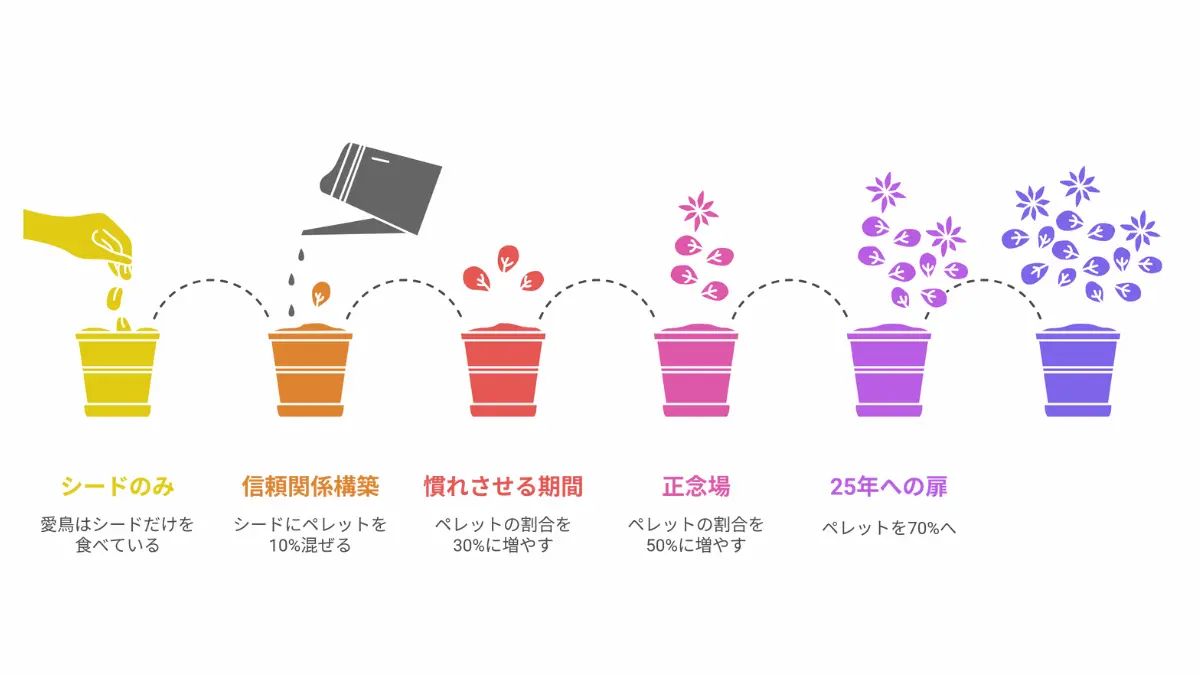 オカメインコのペレット切り替えを4週間で成功させるスケジュール図。1週目10%から始め、4週目には70%へ移行する段階的なプログラム。