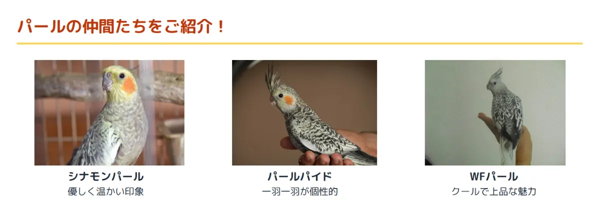 オカメインコパールの様々な派生品種。シナモンパール、パールパイド、ホワイトフェイスパールなど美しい色合いが並ぶ。