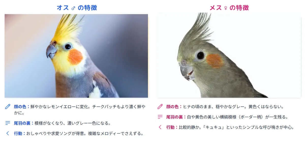 オカメインコノーマルの性別判定の3つのポイントを図解。顔の色、尾羽の裏の模様、行動の違いで見分ける。