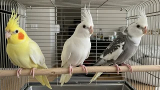 結論】オカメインコケージおすすめはHOEI465一択！ステンレスvsメッキ