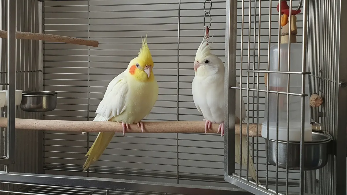 おもちゃが設置された快適なケージ。オカメインコの長寿には温度25℃、湿度50-60%の安定した住環境が不可欠。