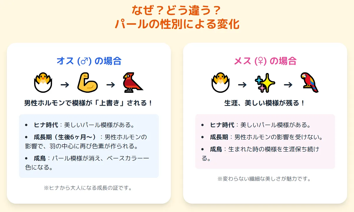 成長したオカメインコパールのオスとメスの比較。オスは模様が消え、メスは美しいパール模様を生涯保つ違いが一目でわかる。