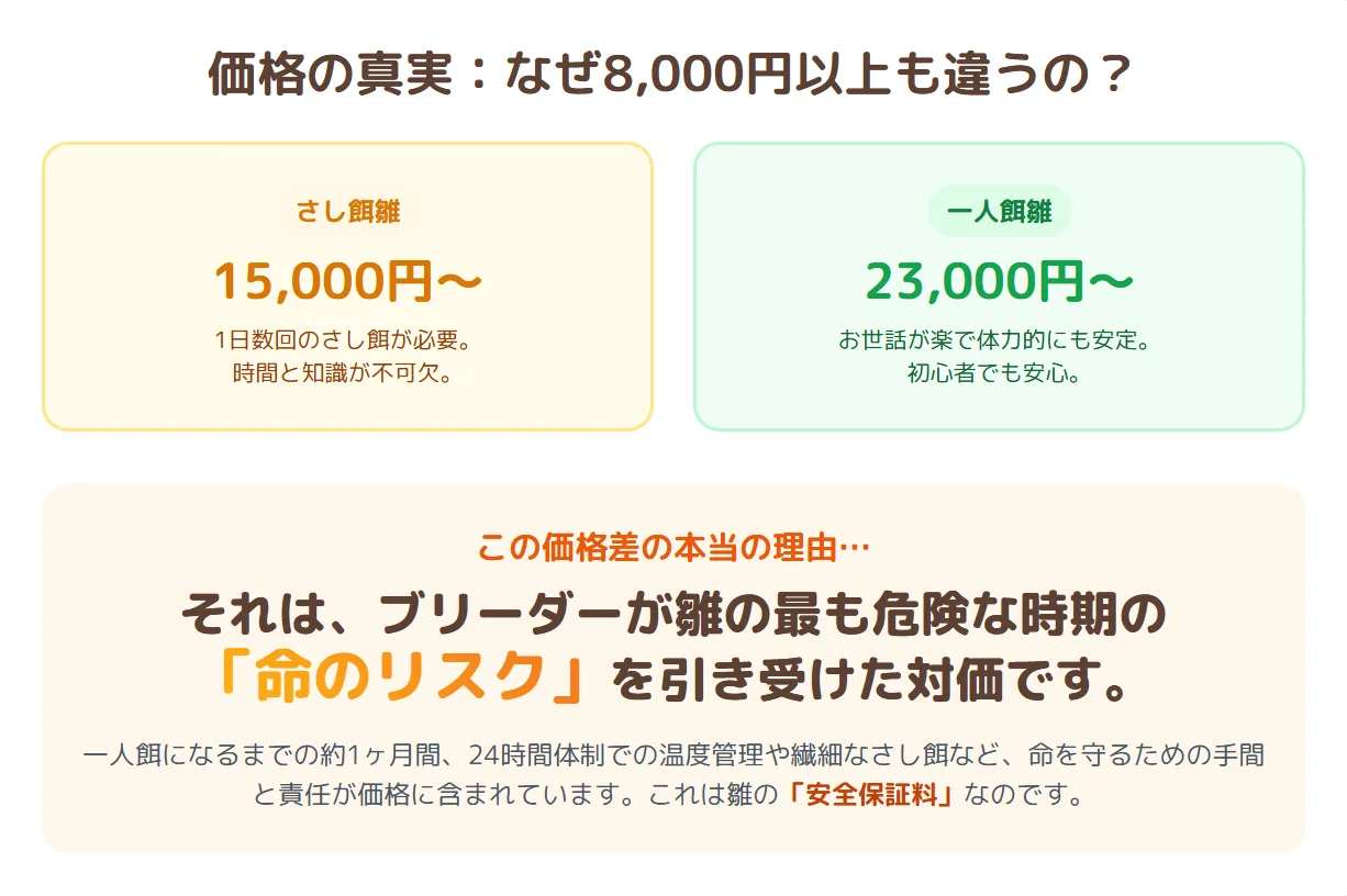 ブリーダーがケース内の複数のオカメインコ雛の健康を注意深くチェックしている。一人餌雛の値段が高いのは、この危険な時期の命の保証料が含まれるため。