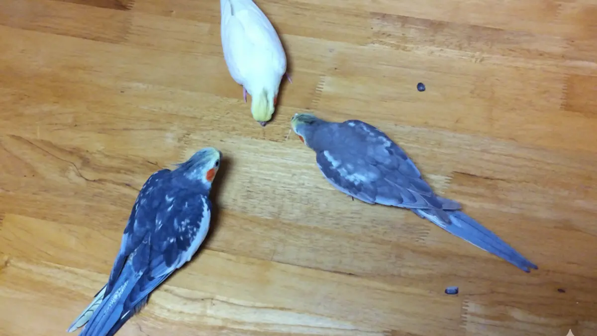 成長してパール模様が消えたオスのオカメインコパール2羽。ヒナ時代の模様との違いがわかる比較写真。