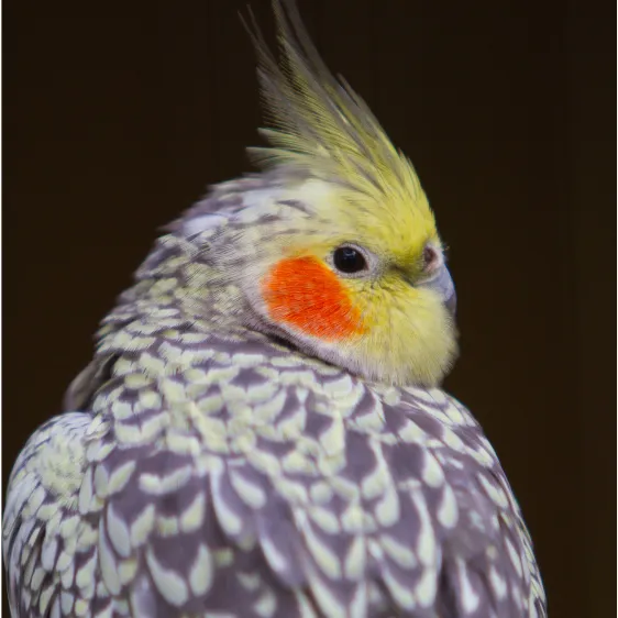 パールオカメインコ。羽に美しい斑点模様があり、特にメスはその模様が残りやすい。