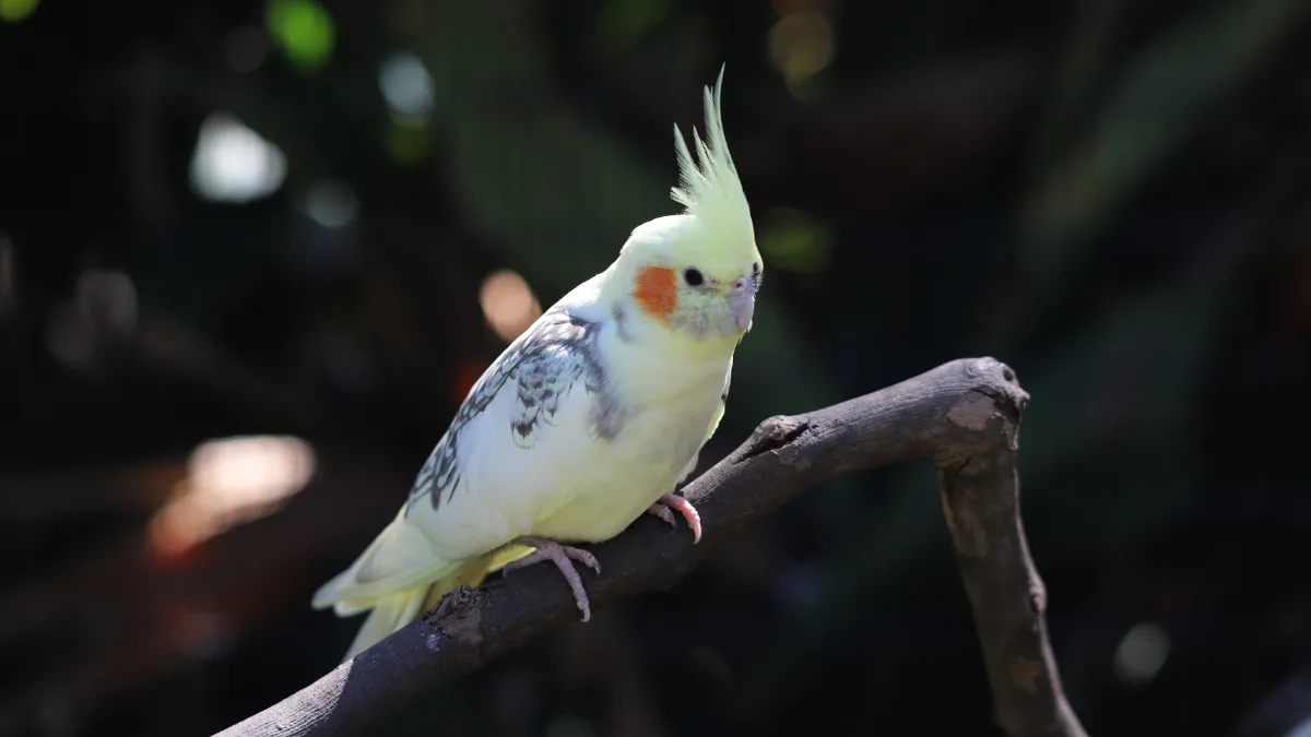 パイドオカメインコ。一羽一羽模様が異なるまだら模様が特徴で、世界に一羽だけの個性を持つ。
