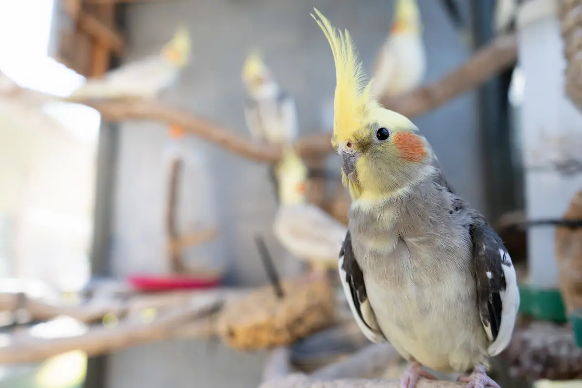 「オカメインコをどこで買うか」の判断基準を示す、様々な色のオカメインコが仲良く集う様子。健康な個体選びの重要性を象徴。