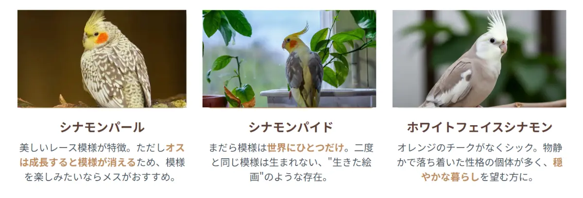 オカメインコシナモンの人気品種を一覧比較。左からシナモンパール、シナモンパイド、ホワイトフェイスシナモンが並び、それぞれの模様と色の違いがわかる。