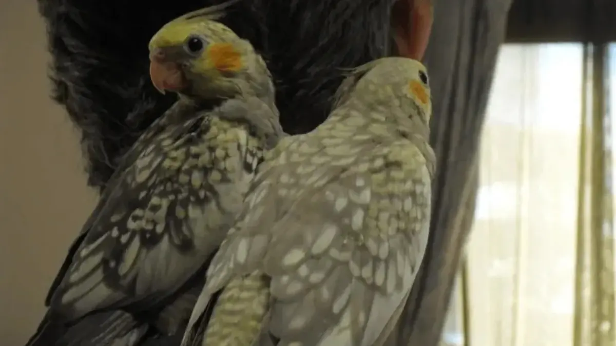 生後1ヶ月のパールとシナモンパールのオカメインコのヒナ。まだパール模様がはっきりしている。