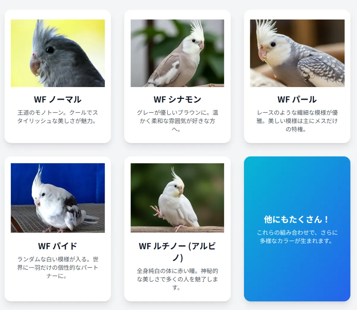 オカメインコホワイトフェイスの多彩なカラーバリエーション9種類を一覧で紹介する画像。ノーマル、シナモン、パール、パイド、ルチノーなど様々。