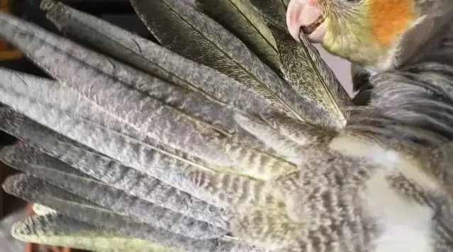 オカメインコノーマルメスの尾羽の裏側。白と黄色の美しい横縞模様（ボーダー柄）がメスの証。