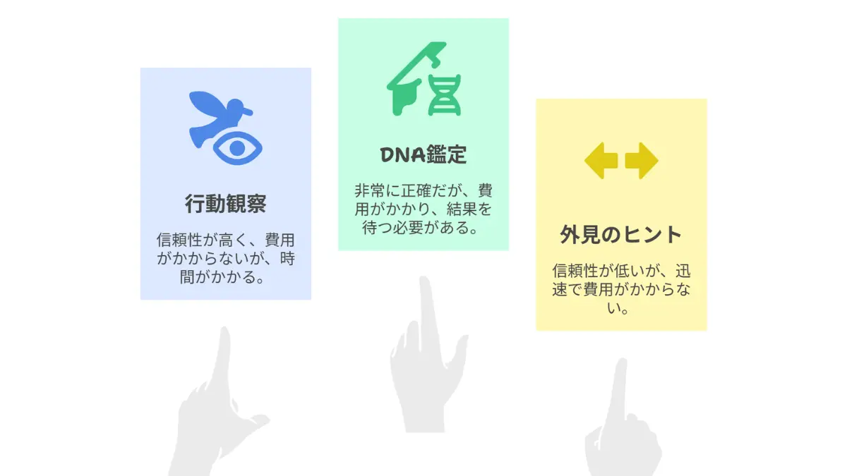寄り添うオカメインコルチノーのつがい。オスとメスの性別による絆の深さを示している。