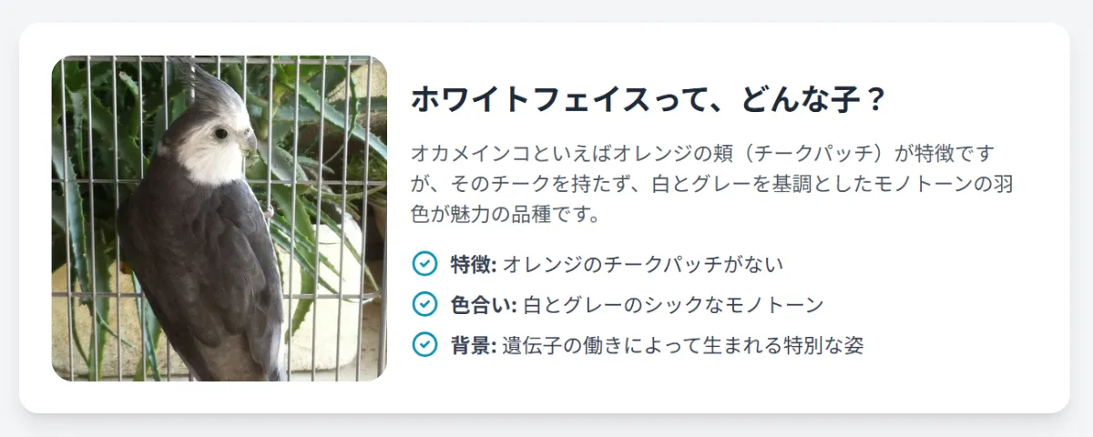 オカメインコホワイトフェイスの成鳥。チークパッチのない真っ白な顔とチャコールグレーの体が特徴的。