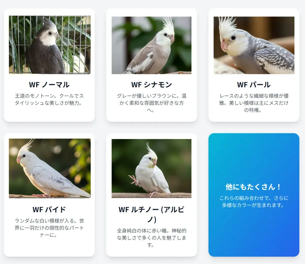 頬に色が無く白とグレーのモノトーンが美しいホワイトフェイスのオカメインコ。成鳥オスは顔が真っ白になる。