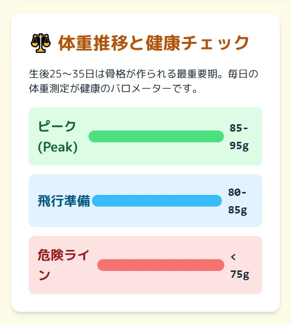 体重計とオカメインコのイラスト。初飛行前後に体重が5〜10g減少するのは、体を軽くするための正常な現象であることを示している。