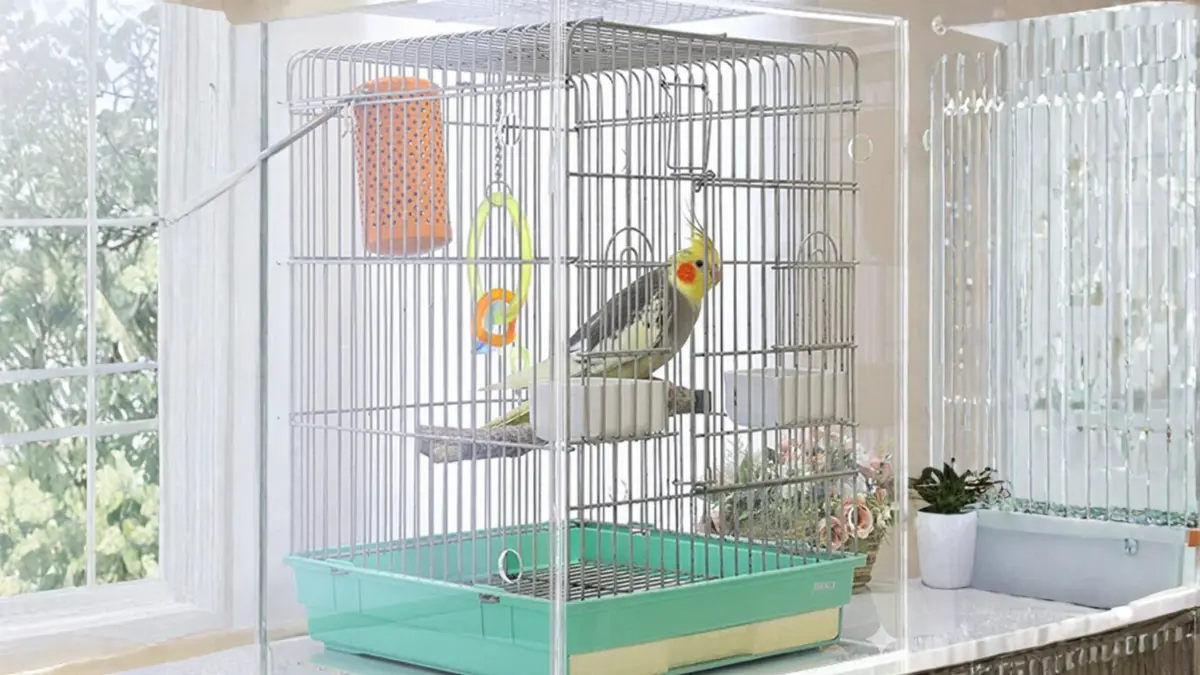 保温電球がついたアクリルケースの中で快適にくつろぐオカメインコ