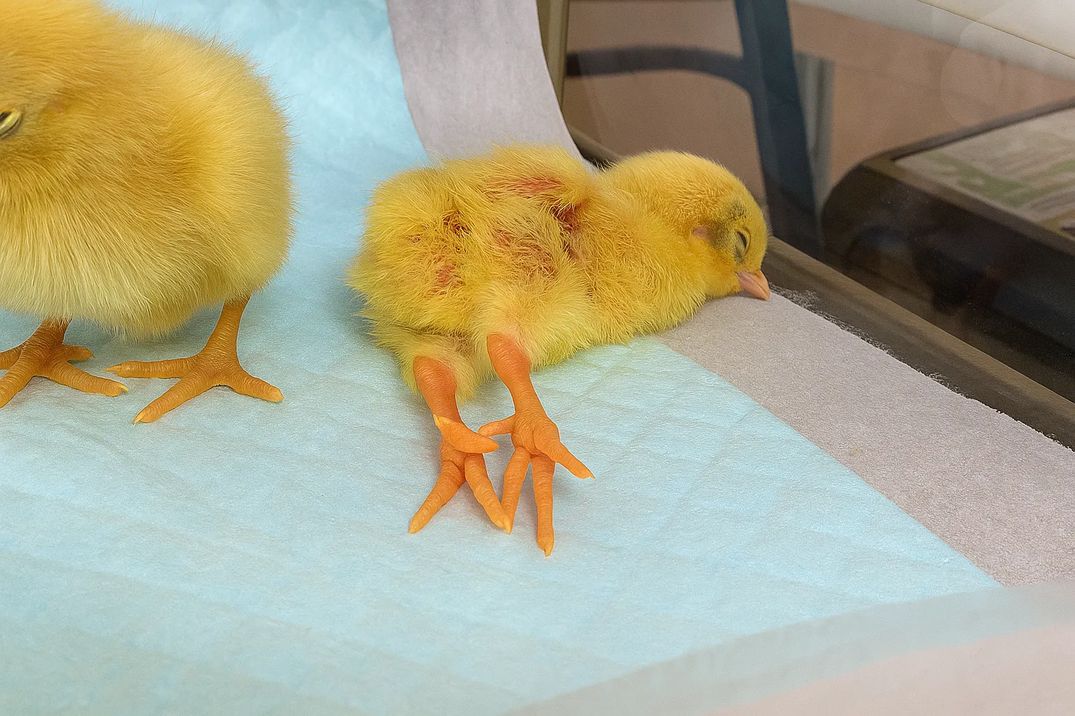ヒメウズラの雛が行き倒れのように眠る姿。オカメインコの雛も個性的な寝方をすることがあるが、起きた時に元気なら問題ないことを示す参考画像。