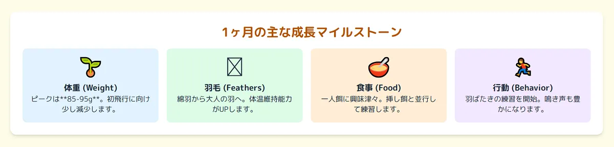 生後1ヶ月のオカメインコの成長マイルストーンを図解するインフォグラフィック。体重は85-95gに達し、綿羽が抜け、一人餌の練習を始め、羽ばたきの練習が活発になる4つの変化が要点。