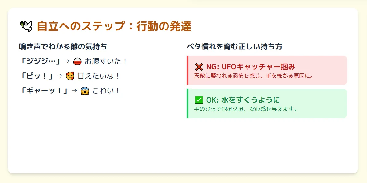 オカメインコ雛の正しい持ち方とNGな持ち方を比較するイラスト。上から掴むと手を怖がり、下からすくうとベタ慣れに育つという将来への影響を図解。