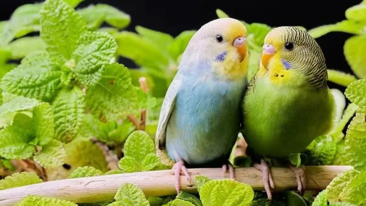 セキセイインコの適温を示す温度計とインコのイラスト。雛は25~30度、成鳥は20~25度、老鳥・病鳥は28~30度が目安。