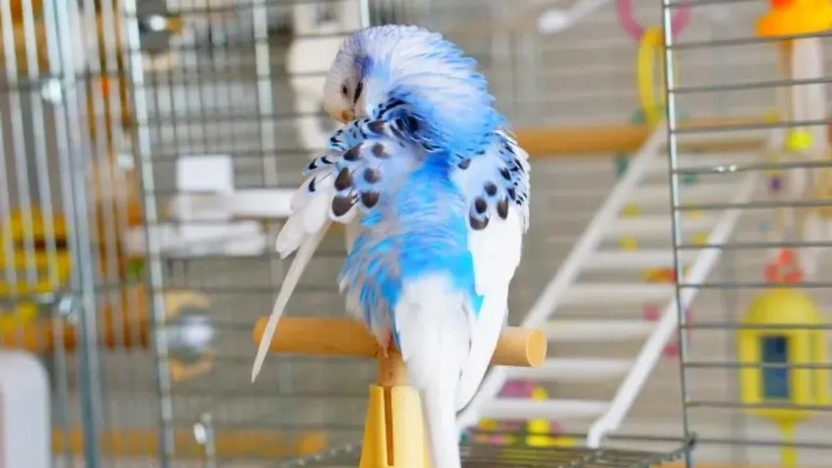 セキセイインコのケージの理想サイズ幅37cmを示す画像。HOEI 35手のりシリーズのケージ内でくつろぐセキセイインコ。