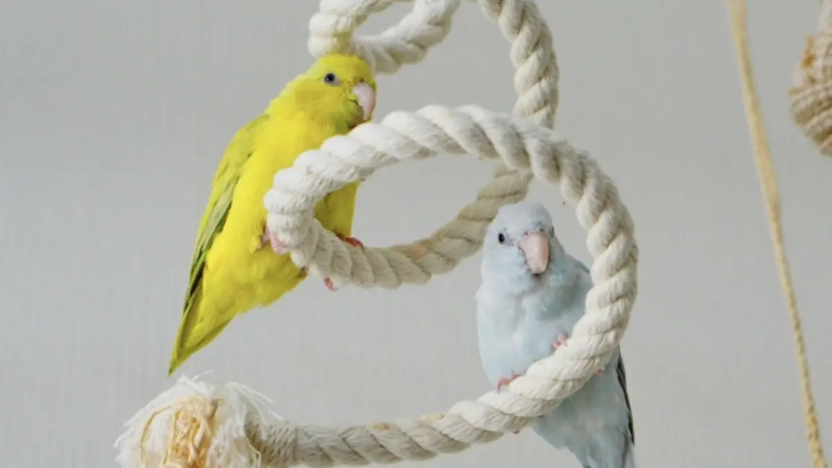 ロープパーチに止まるインコ。柔らかい素材が足裏への負担を軽減し、老鳥や足が弱い個体に最適