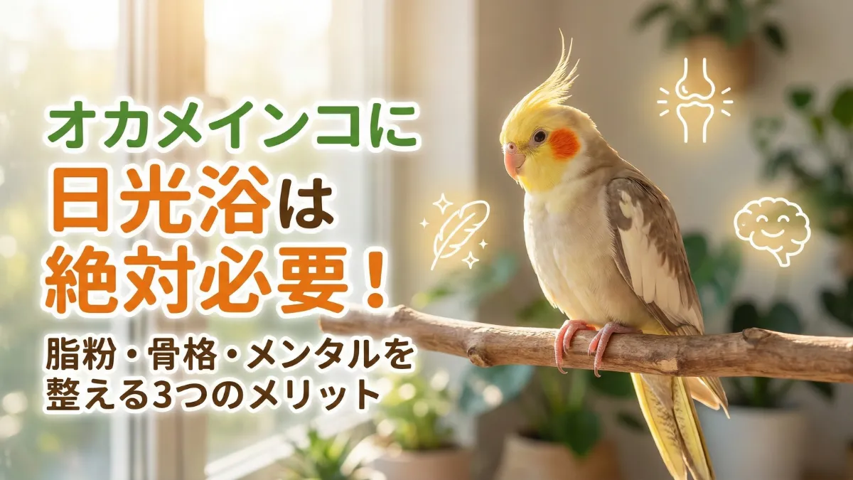 室内で日光浴ライトを浴びるオカメインコ。安全な環境で紫外線を浴びることで健康を維持する様子。