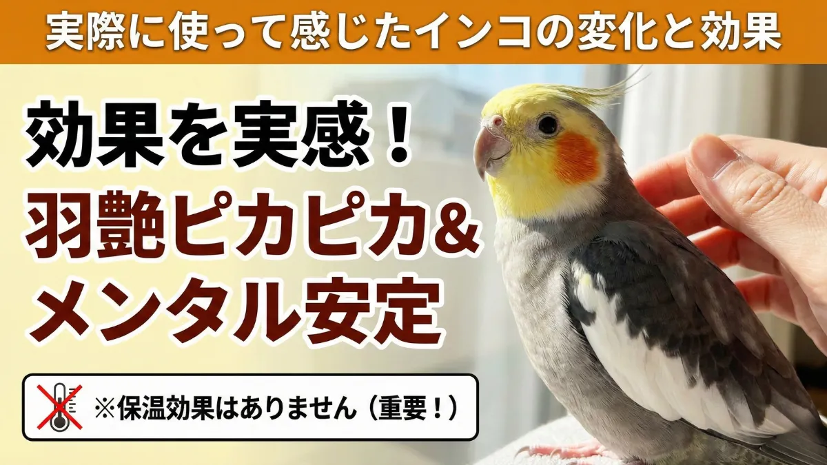 マルカン日光浴ライト導入後のインコの変化イメージ。羽艶が良くなり羽繕いする姿の様子。