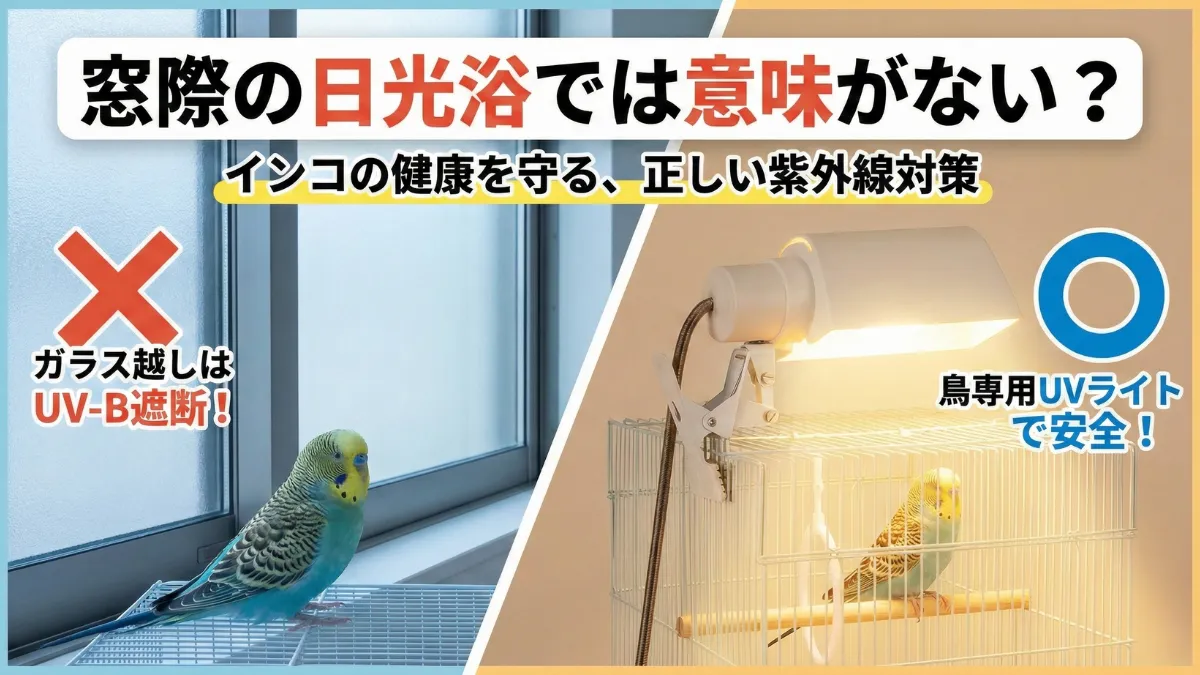 UVライトを使って健康的に過ごすインコのイメージ。室内で安全かつ確実な日光浴環境が整っている。