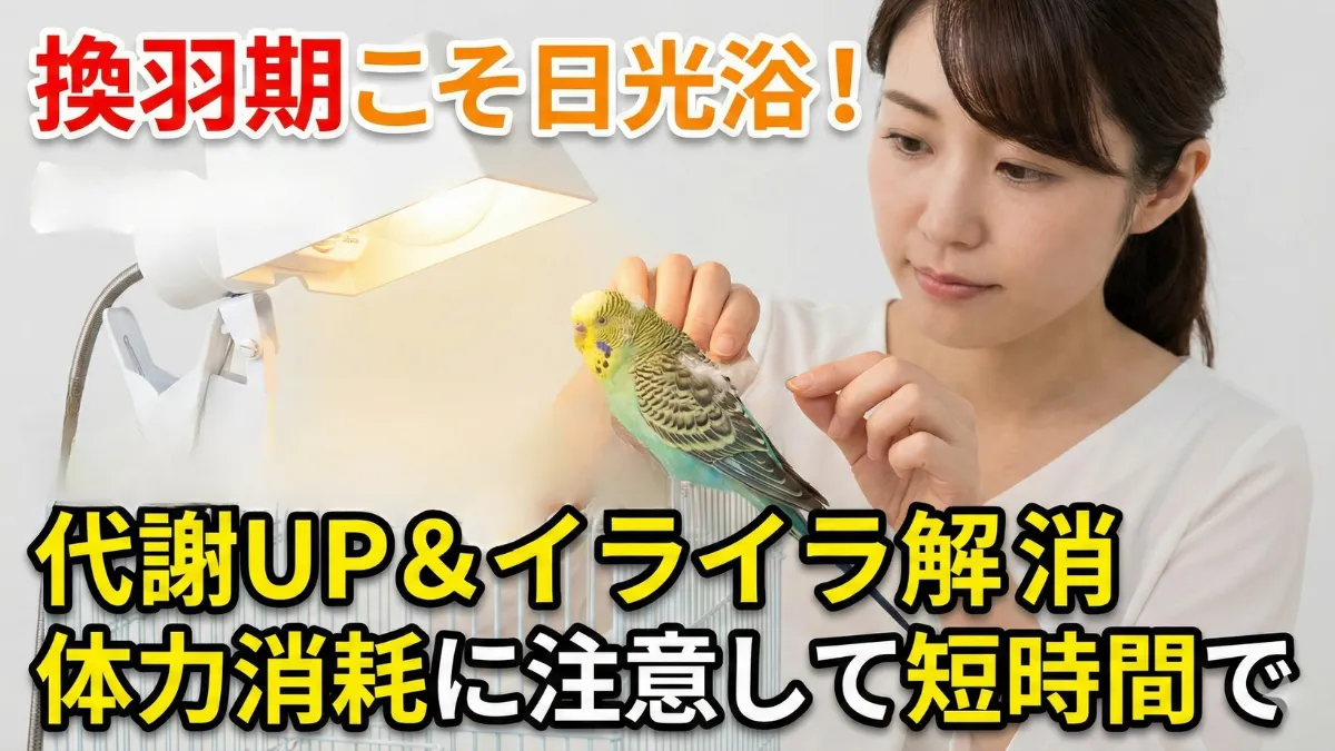 換羽期（トヤ）のセキセイインコ。羽が抜ける時期は日光浴で代謝アップとイライラ解消効果がある。
