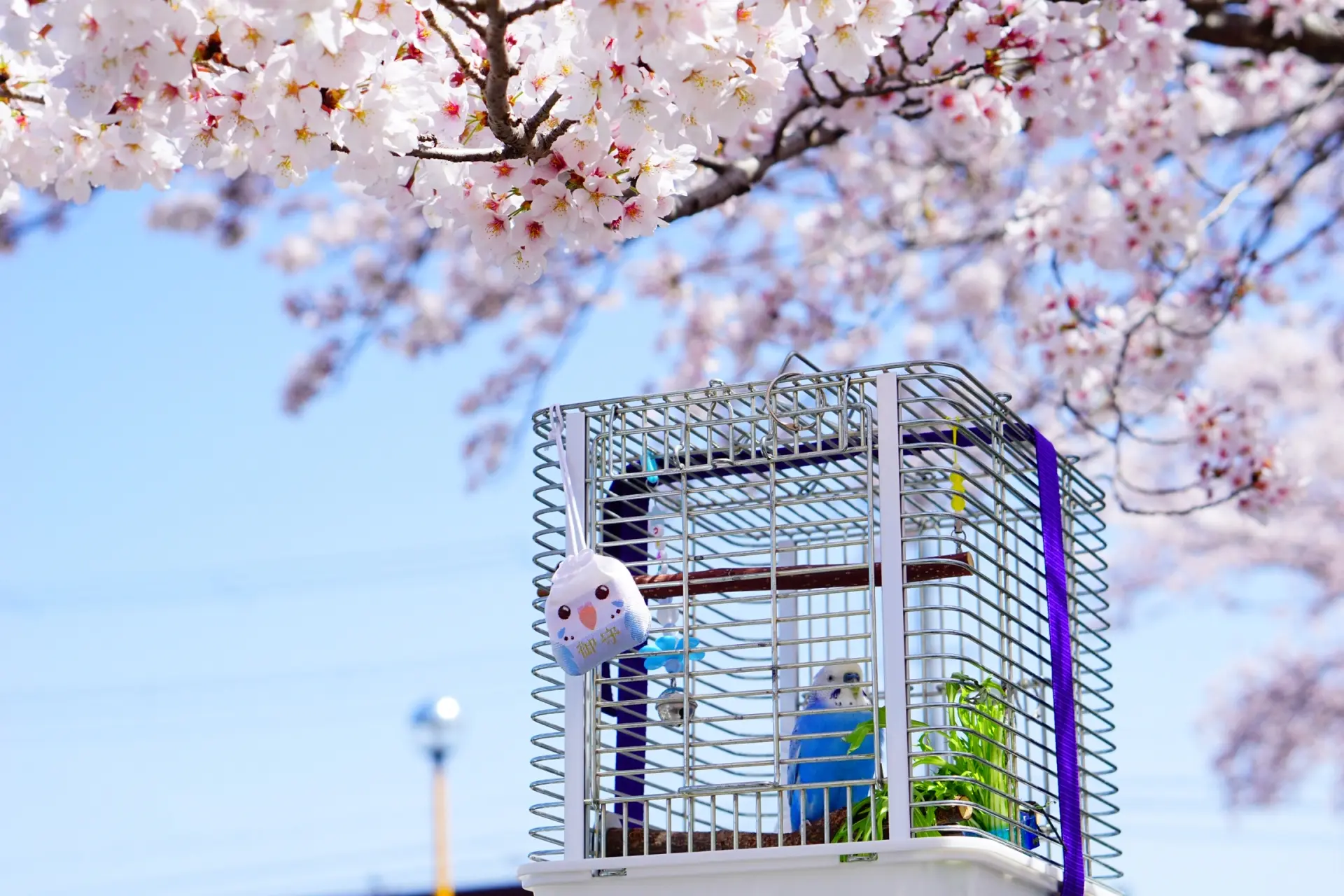 日光浴・UVライト