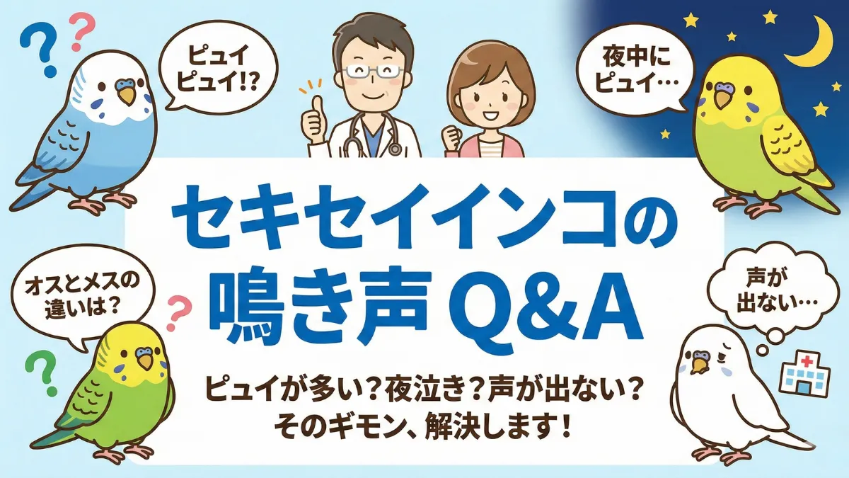 セキセイインコの鳴き声に関する質問に答える飼い主。ピュイの頻度やオスメスの違いなどよくある疑問を解消する画像