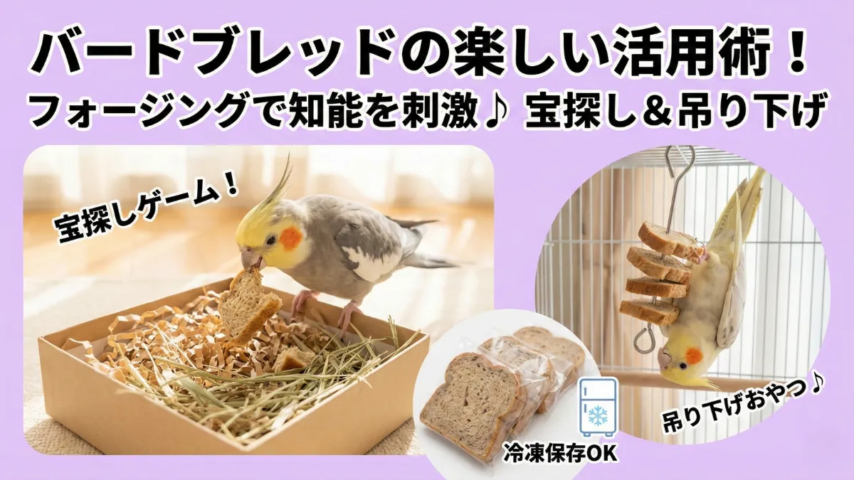 フォージングトイを使ったバードブレッドの与え方。吊り下げ式フルーツホルダーにバードブレッドを刺している様子