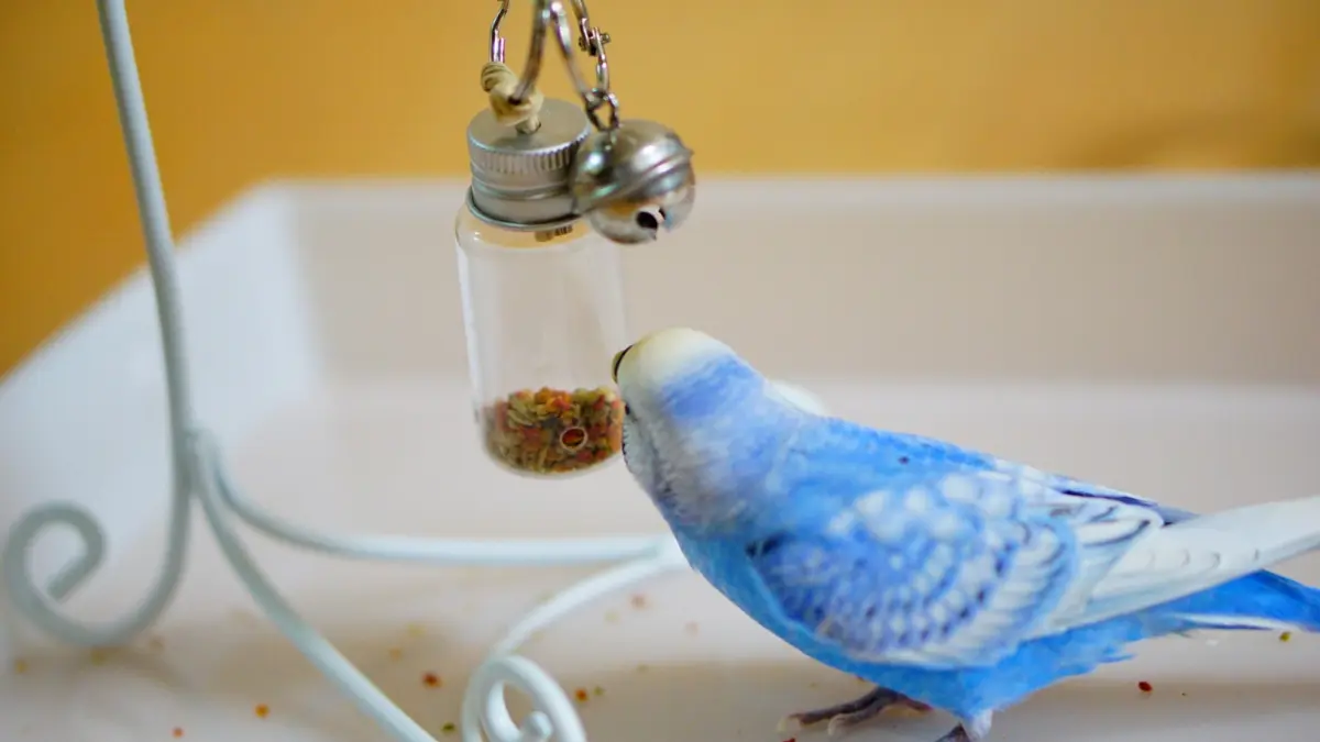 紙に包んだカナリーシードやフォージングおもちゃを使ってインコが探索しながら食べる様子を示す実例写真。