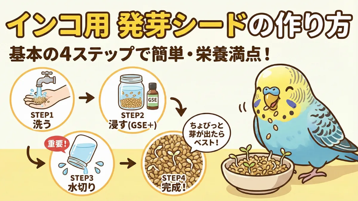 インコ用発芽シードの作り方4ステップを図解。浸水からすすぎ水切りまでの流れ。