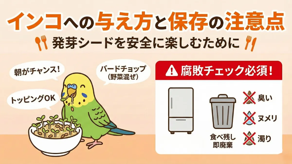 インコに発芽シードを与える方法と保存の注意点を示す画像。冷蔵保存で2-3日以内。