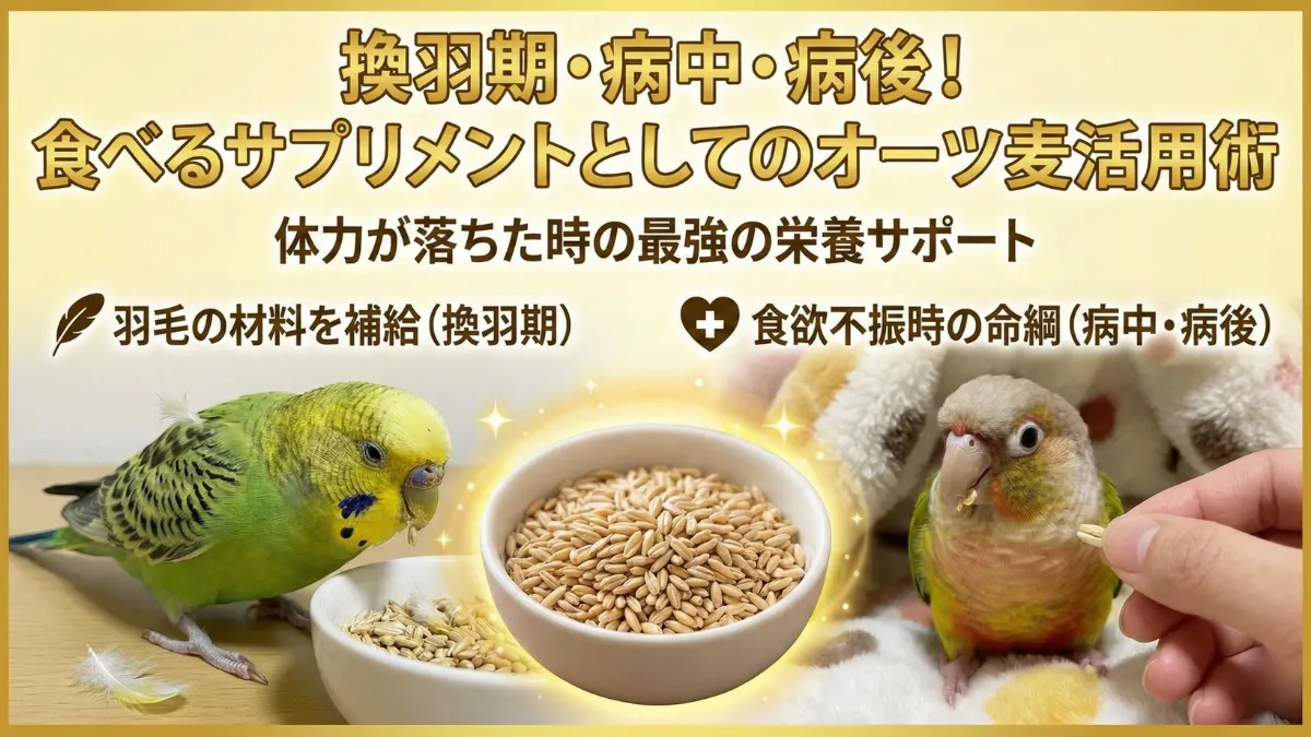 換羽期の羽が抜けたインコとオーツ麦。高タンパク質で羽毛の発育をサポートする栄養補給食。