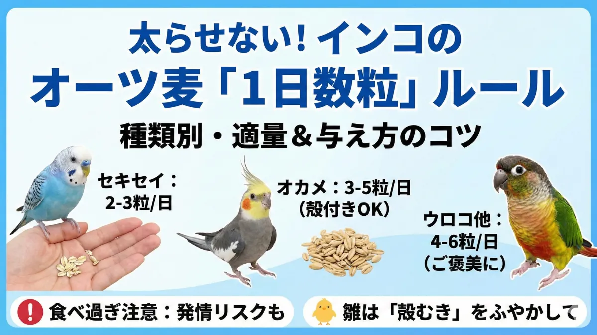 インコの種類別オーツ麦の適量を示す画像。セキセイ2-3粒・オカメ3-5粒が1日の目安量。