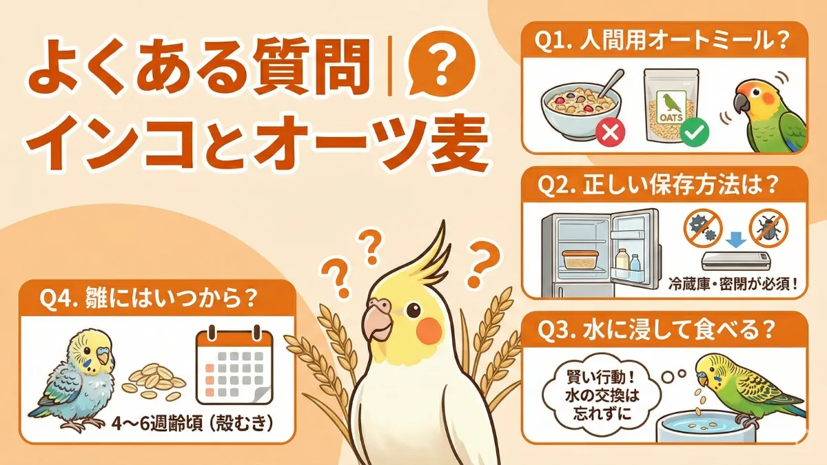 オーツ麦に関するよくある質問。人間用オートミールの可否・保存方法・水に浸す行動・雛への与え方について。