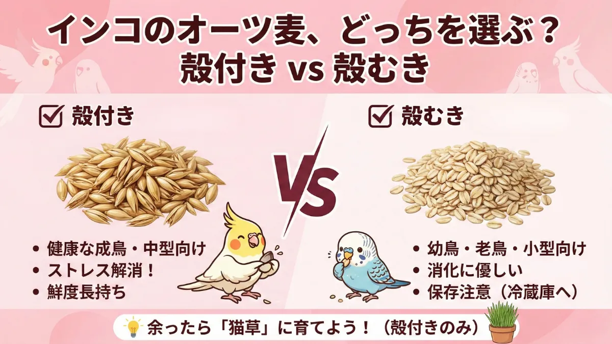 殻付きオーツ麦と殻むきオーツ麦の比較画像。健康な成鳥には殻付き・幼雛や病鳥には殻むきが適している。