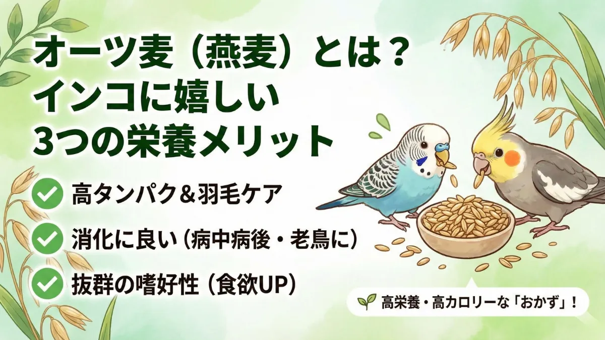 オーツ麦の種子とインコの餌皿。タンパク質13%以上・パントテン酸・消化吸収の良さが栄養メリット。